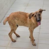 Bola braucht ein Zuhause Ho, Hund zur Adoption