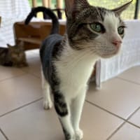 VIDOCQ, chat à adopter
