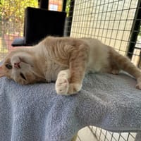 velvet, chatte à adopter
