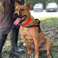 TRACKER, chien à adopter