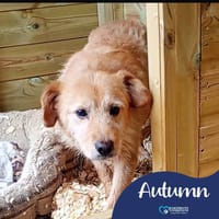 Autumn, female dog to adopt