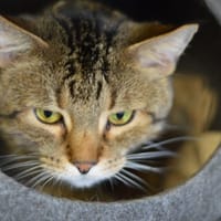 Jasiek, kot do adopcji