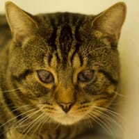 Dżoki, kot do adopcji