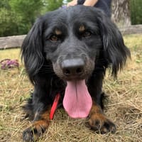 Flafi, pies do adopcji