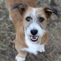 Charakterhund Lizu sucht eigene Familie, Hündin zur Adoption