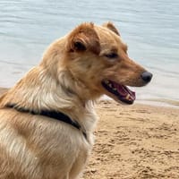 Hübscher ZACK sucht sein Glück, Hund zur Adoption