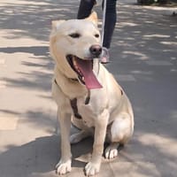 Milka sucht ihr liebevolles Zuhause, Hündin zur Adoption