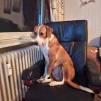 Wer gibt Pumpkin eine Chance, Hündin zur Adoption