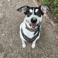 Toller Dobby sucht seine Familie, Hund zur Adoption