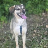 Sanfte Hündin Nily sucht ihr Zuhause, Hündin zur Adoption