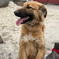 Nick sucht sein liebevolles Zuhause, Hund zur Adoption