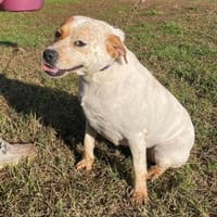 DORA 💜💜💜 Sucht ein tolles Zuhause, Hündin zur Adoption