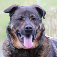 Yona - ein echter Prachtkerl, Hund zur Adoption