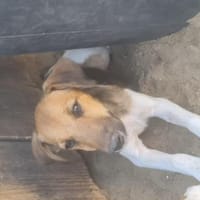 ❤🐾 Mike SUCHT EIN ZUHAUSE 🏡🐶, Hund zur Adoption