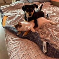 Jessy sucht ihr liebevolles Zuhause, Hündin zur Adoption