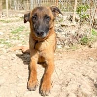 Hübsche RONJA wartet auf ihr Glück, Hündin zur Adoption