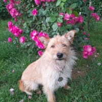 Kira sucht ihr liebevolles Zuhause, Hündin zur Adoption