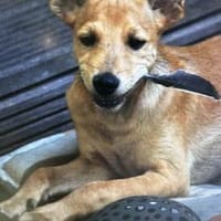 Bedingungslose Liebe auf 4 Pfoten, Hund zur Adoption