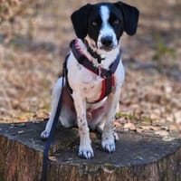 Toni möchte nur gefallen u geliebt werde, Hund zur Adoption