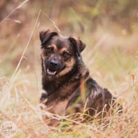 Verliebst du dich in Lanaya?, Hündin zur Adoption