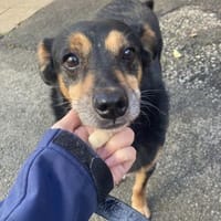 CHARLIE - sucht Menschen für Lebensabend, Hund zur Adoption