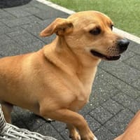 DANNY - ein Juwel zum Verlieben!, Hund zur Adoption