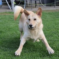 Bruno - der Goldschatz, Hund zur Adoption