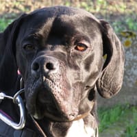 STETSON, chien à adopter