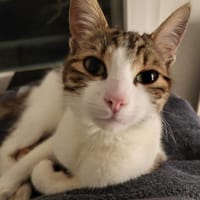 Pruneau, chat à adopter