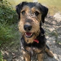 RITA PAA22805, chienne à adopter