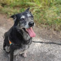 Miko, chien à adopter