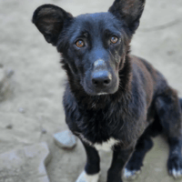Viktor, dog to adopt