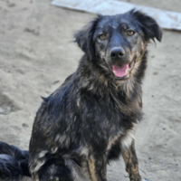 Zenny, female dog to adopt