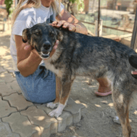 Mura, female dog to adopt
