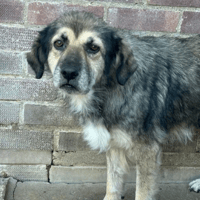 Bella, female dog to adopt