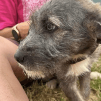 Tiffany, female dog to adopt