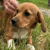 Lolly, female dog to adopt