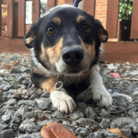 Caro, female dog to adopt