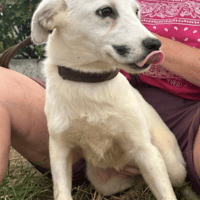 Lorna, female dog to adopt
