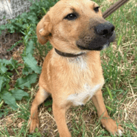 Smithy, dog to adopt