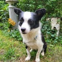Süße Hündin,  6 kg, Hündin zur Adoption