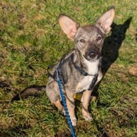 Süße Tammi sucht liebevolles Zuhause, Hündin zur Adoption