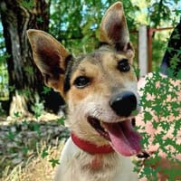 ❤ superliebe Familienhündin ROXY ❤, Hündin zur Adoption