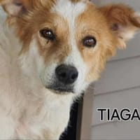 Ganz liebe Tiaga sucht ihr Körbchen, Hündin zur Adoption