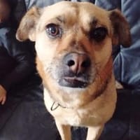 Bimba (45 cm) ist ein sanfter Schatz!, Hündin zur Adoption