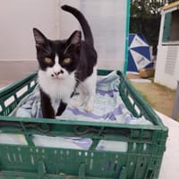 Schmusekater Byron sucht noch immer!, Kater zur Adoption