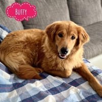 Buffy braucht fröhliche Menschen, Hündin zur Adoption
