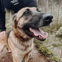 Nika  Schäferhund-Power sucht dich!, Hündin zur Adoption