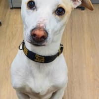 Manolo auf der Suche nach Glück 82284, Hund zur Adoption