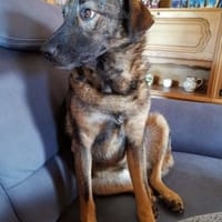 Saga 💗 wartet in 88161 Lindenberg, Hündin zur Adoption